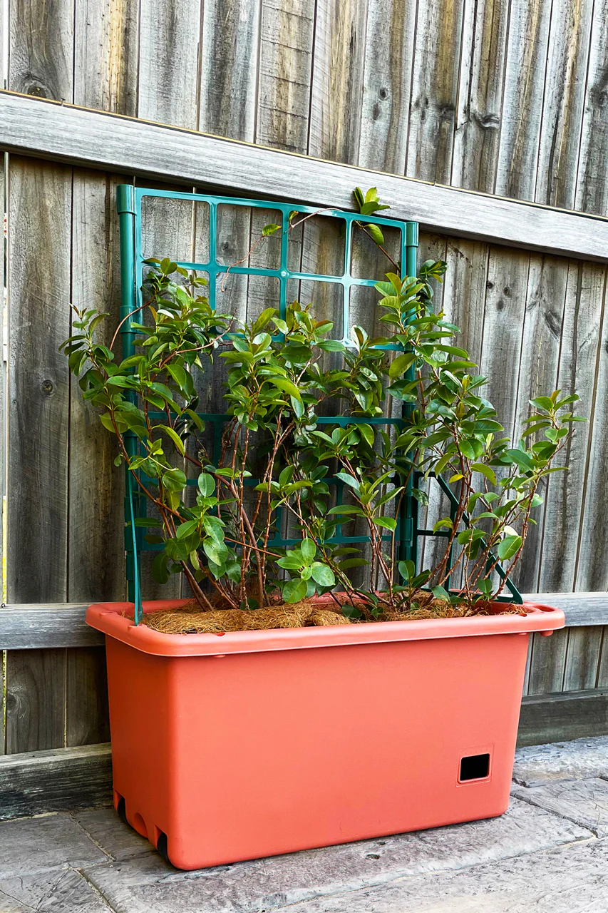 Greenlife Mobile Vege Patch with Self Watering Pot - Terracotta - Image 5