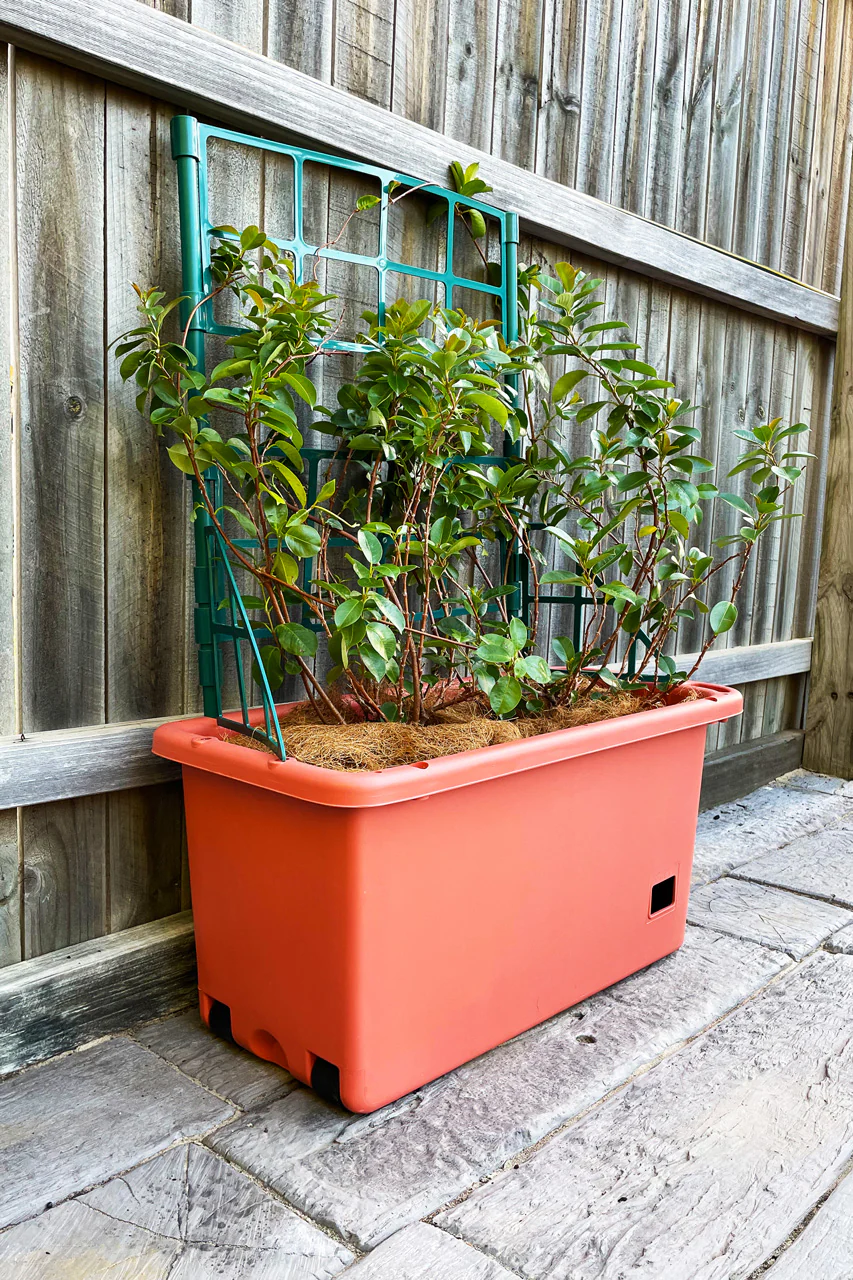 Greenlife Mobile Vege Patch with Self Watering Pot - Terracotta - Image 6