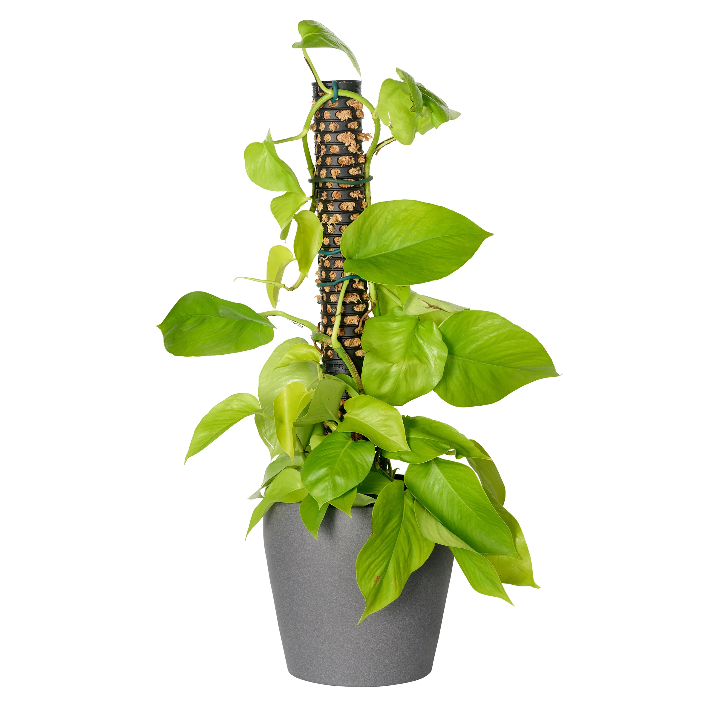 Maze Moss Pole Kit – 4 Pole Pack with 2 Ground Spikes - Image 10