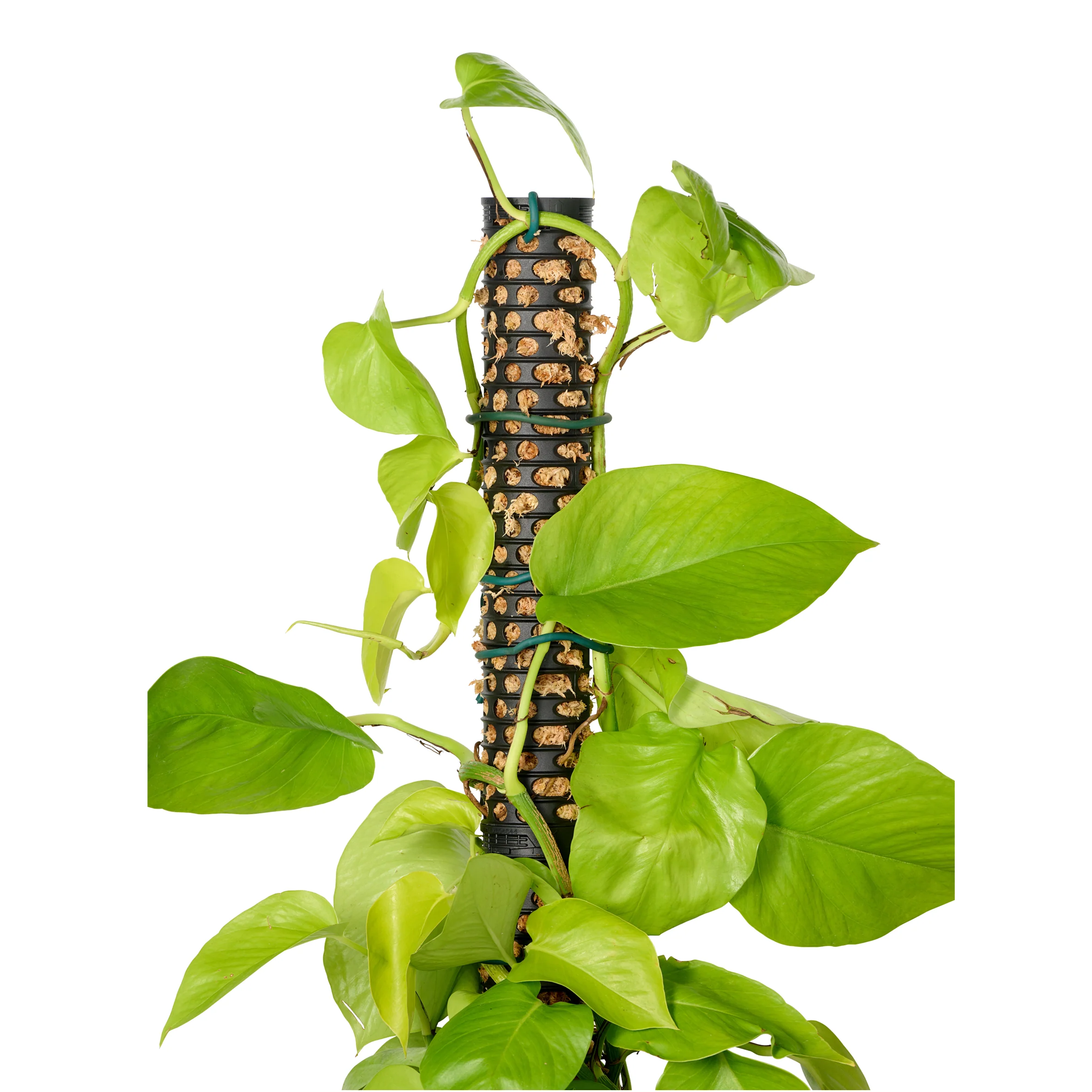 Maze Moss Pole Kit – 4 Pole Pack with 2 Ground Spikes - Image 12