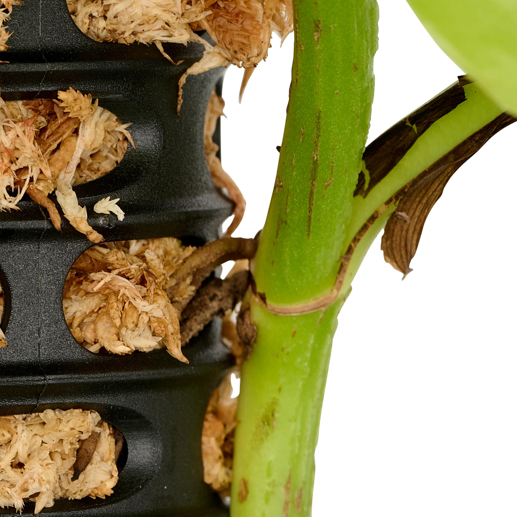 Maze Moss Pole Kit – 4 Pole Pack with 2 Ground Spikes - Image 14