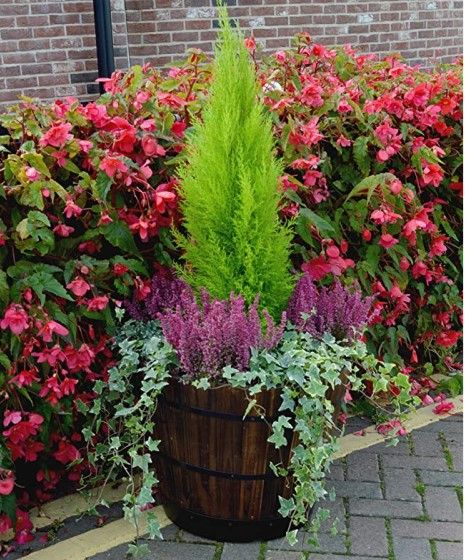 VegTrug Wooden Barrel Small 37cm with Plastic Base - Burnt Oak (3 Pack) - Image 3